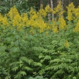 Tangut buzulnik (tangut kumče): fotografija i opis